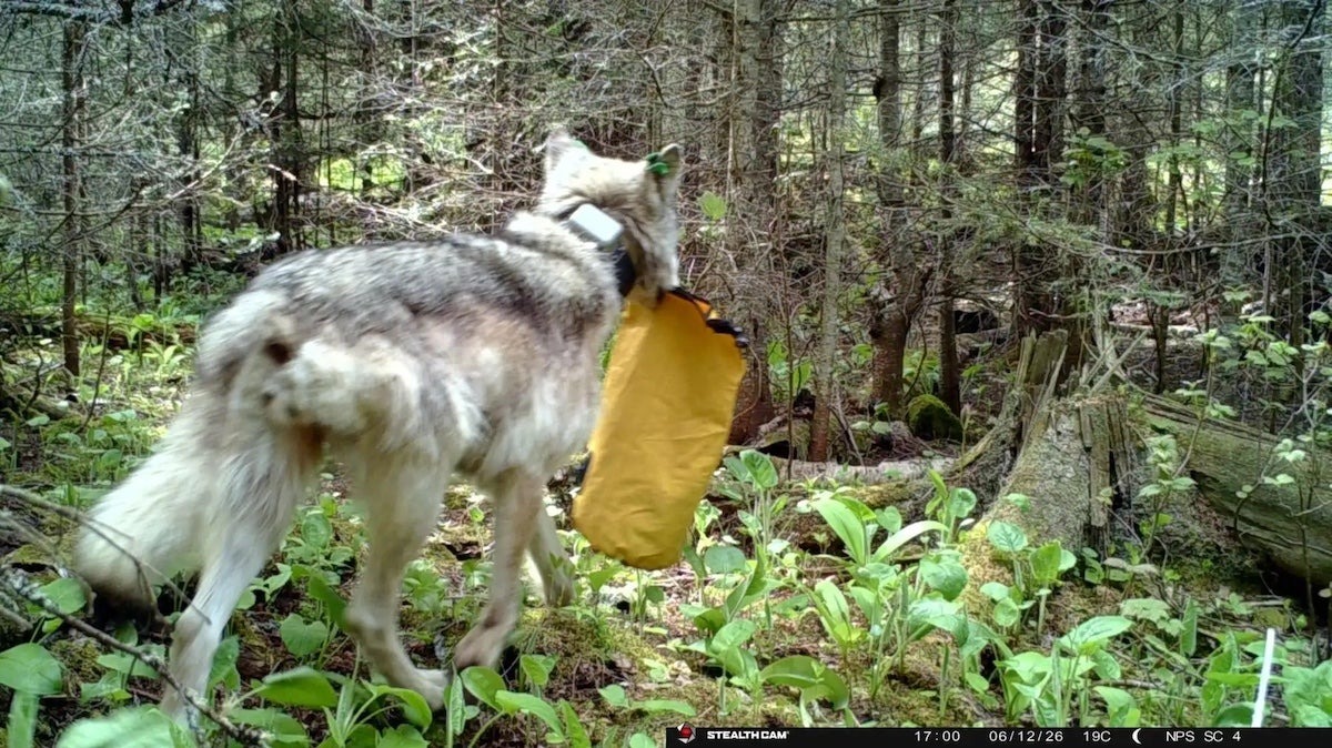 Isle Royale Campground Closures Show What Happens When Wolves Lose Their Fear of Campsites