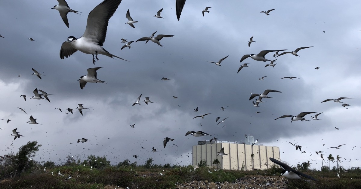 Johnston Atoll Marks 100 Years as a Remote Pacific Wildlife Refuge
