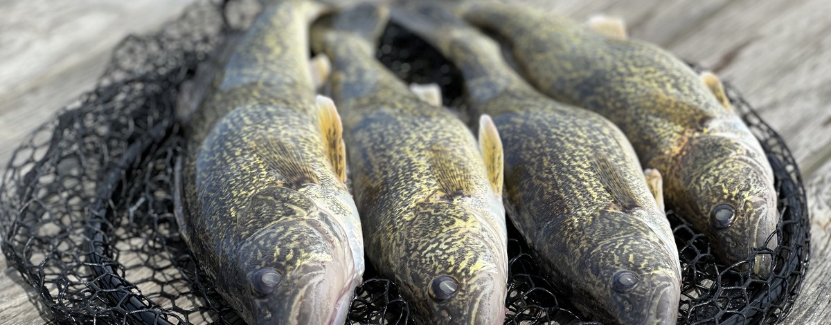 Lake Pend Oreille Pays Anglers and Spearfishers to Remove Lake Trout and Walleye