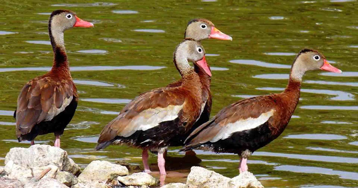 Louisiana Opens First Experimental Black-Bellied Whistling Duck Season