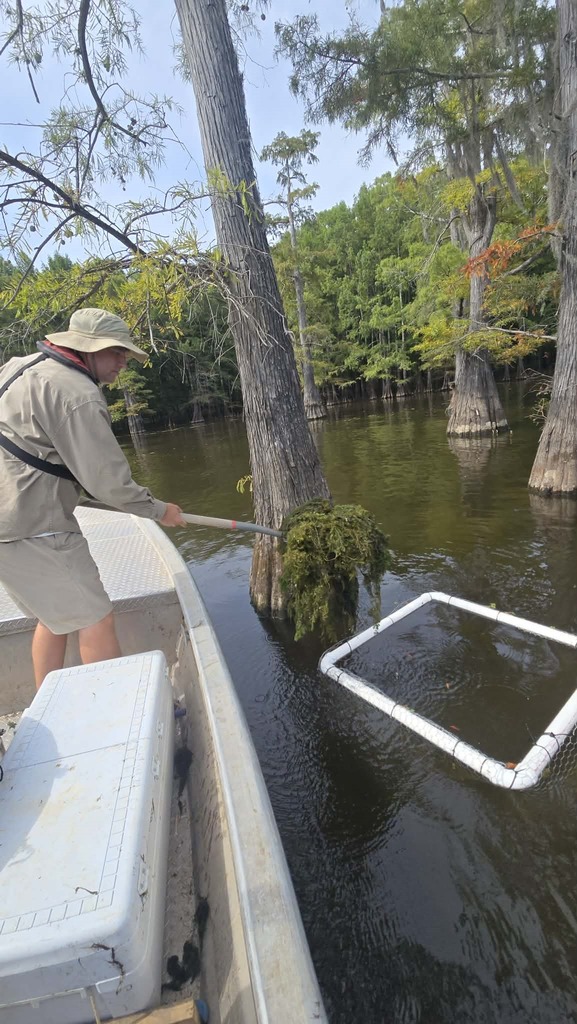 Louisiana Crews Plant Native Coontail to Rebuild Saline-Larto Fish Habitat