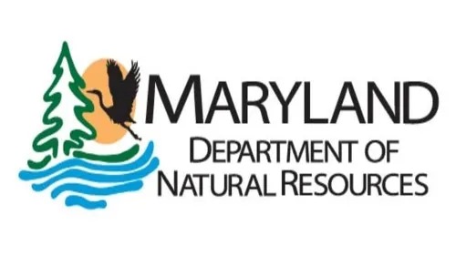 Maryland Closes Chesapeake Bay Striped Bass Targeting for August 2026