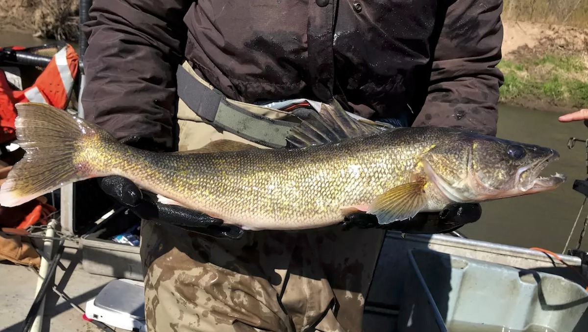 Michigan Commercial Netting Bills Put Great Lakes Sportfish on the Line