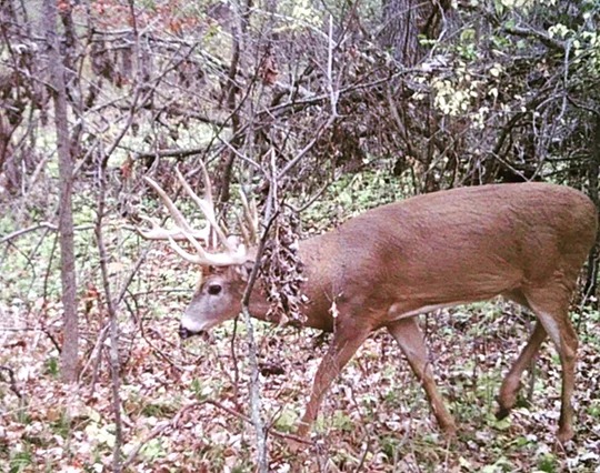 Michigan Lower Peninsula Pilot Could Let Hunters Earn a Second Buck