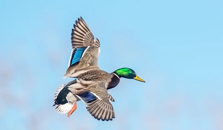 Donations Keep Four Michigan Waterfowl Hunting Areas Open for 2026