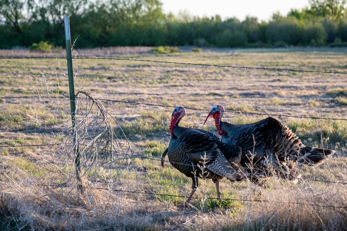 Minnesota Turkey Harvest Shows What Real Wildlife Restoration Can Produce