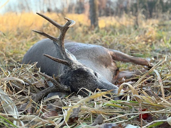 Minnesota Expands Deer Harvest Opportunity Across 43 Permit Areas for 2026