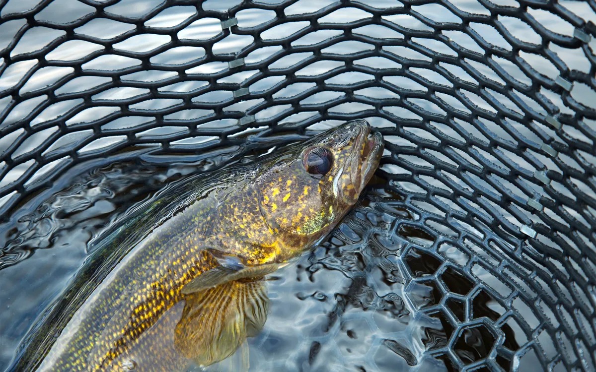 Minnesota Fish Harvest Study Reignites Forward-Facing Sonar Debate
