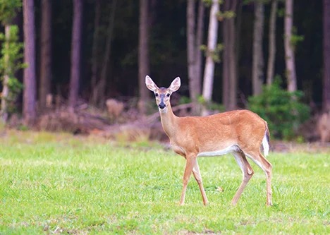 CWD Confirmed in a Wild Deer Near Stillwater, Minnesota