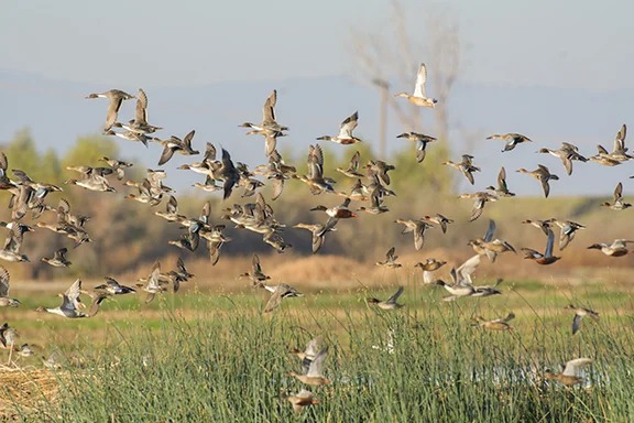 Minnesota DNR Takes Comments on Optional Three-Duck Limit Proposal