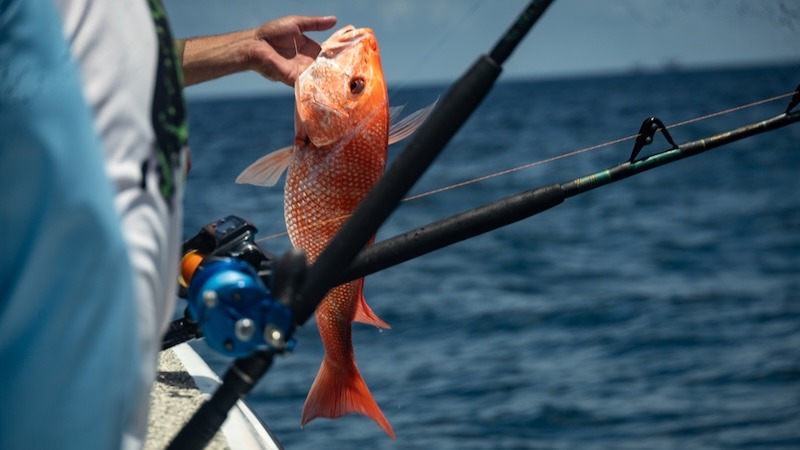 Mississippi Red Snapper Season Reopens Labor Day Weekend