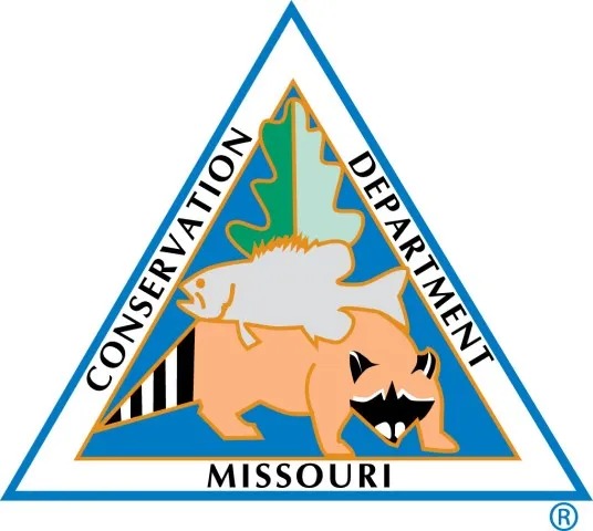 Missouri Keeps Alligator Gar Restoration Moving in the Bootheel