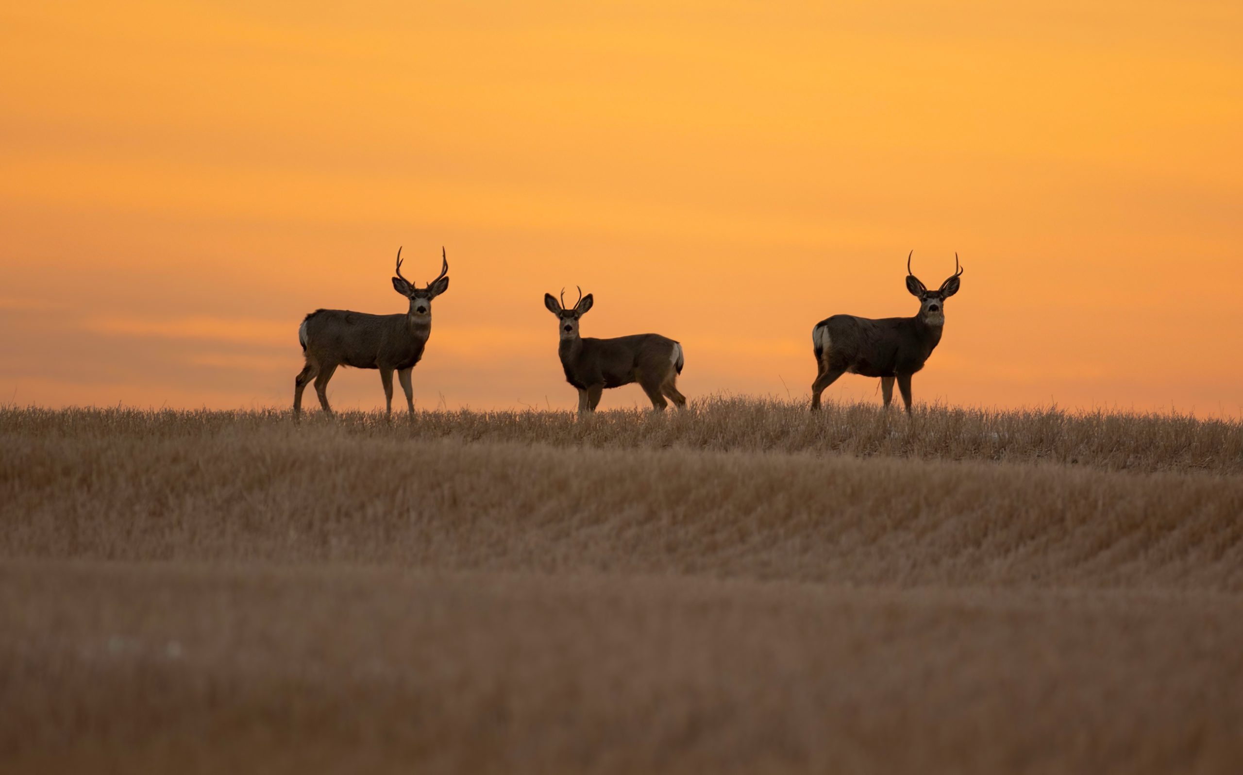 Missouri Conservation Commission Meets July 10 on Sportsmen Issues