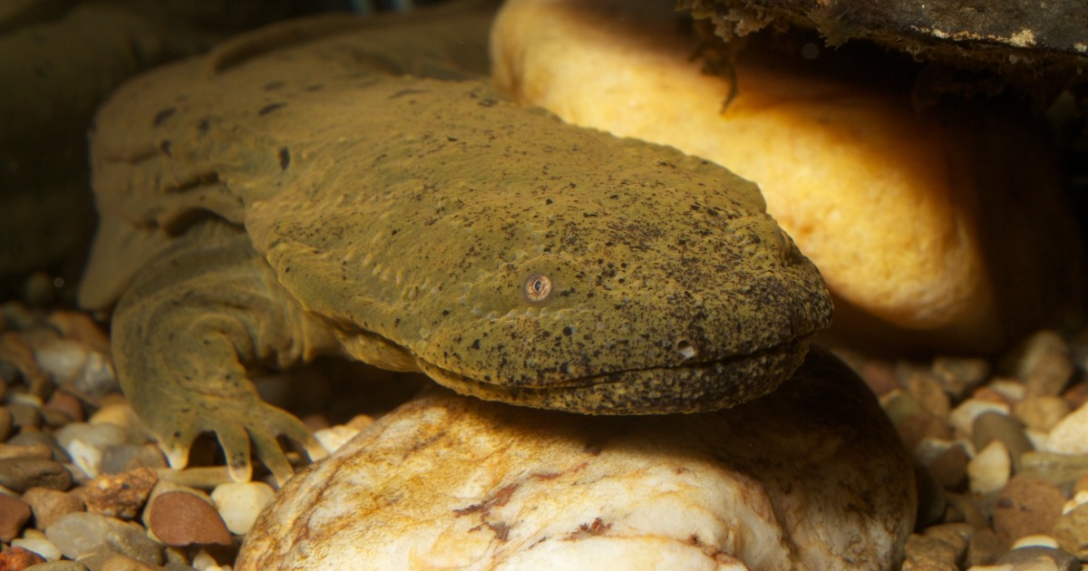 Missouri Hellbender Recovery Shows What Clean-Water Conservation Looks Like