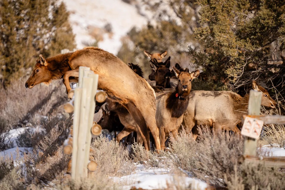 Montana Corner-Crossing Fight Intensifies Over Public-Land Access