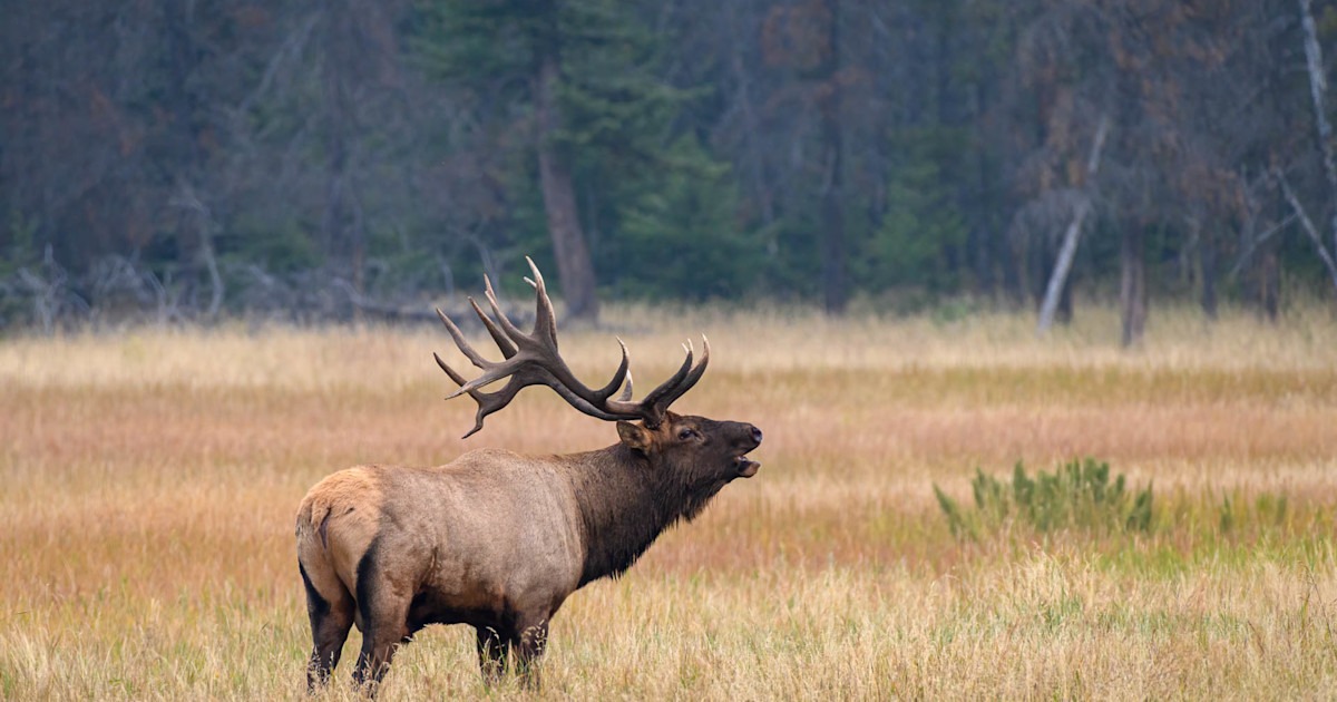 Montana Poachers Convicted for Killing Three Bull Elk in Coveted Unit