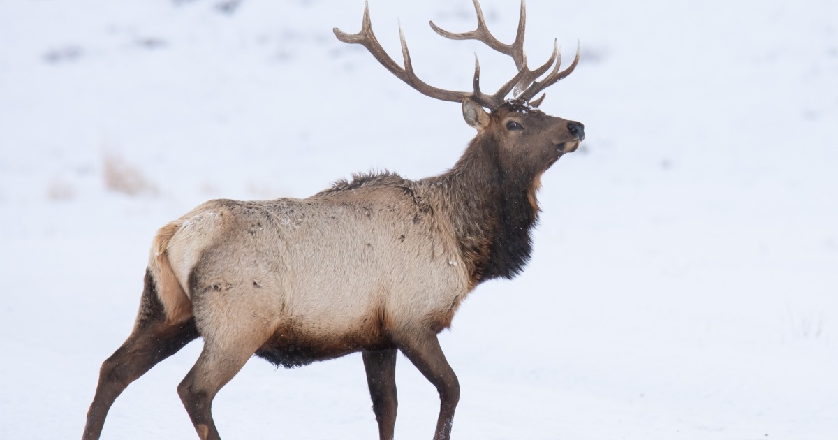 USFWS Releases Draft Bison and Elk Management Plan for National Elk Refuge