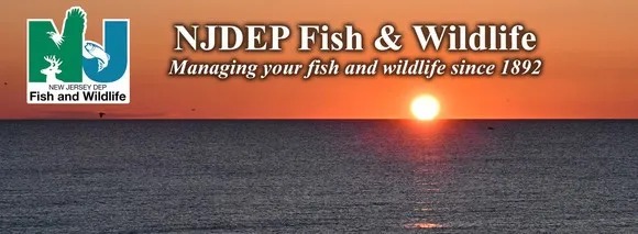 New Jersey Wants Angler Data Before Future Fluke and Sea Bass Rule Changes