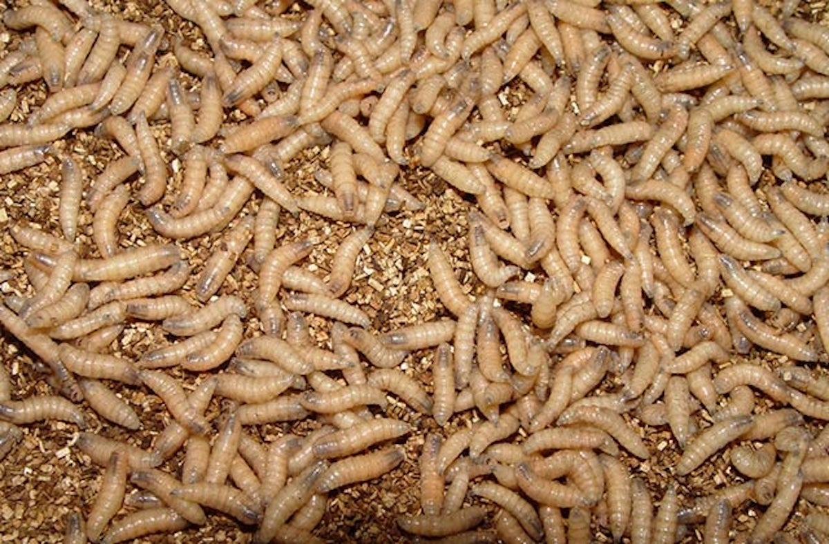 New World Screwworm Return Puts Livestock and Wildlife Managers on Alert