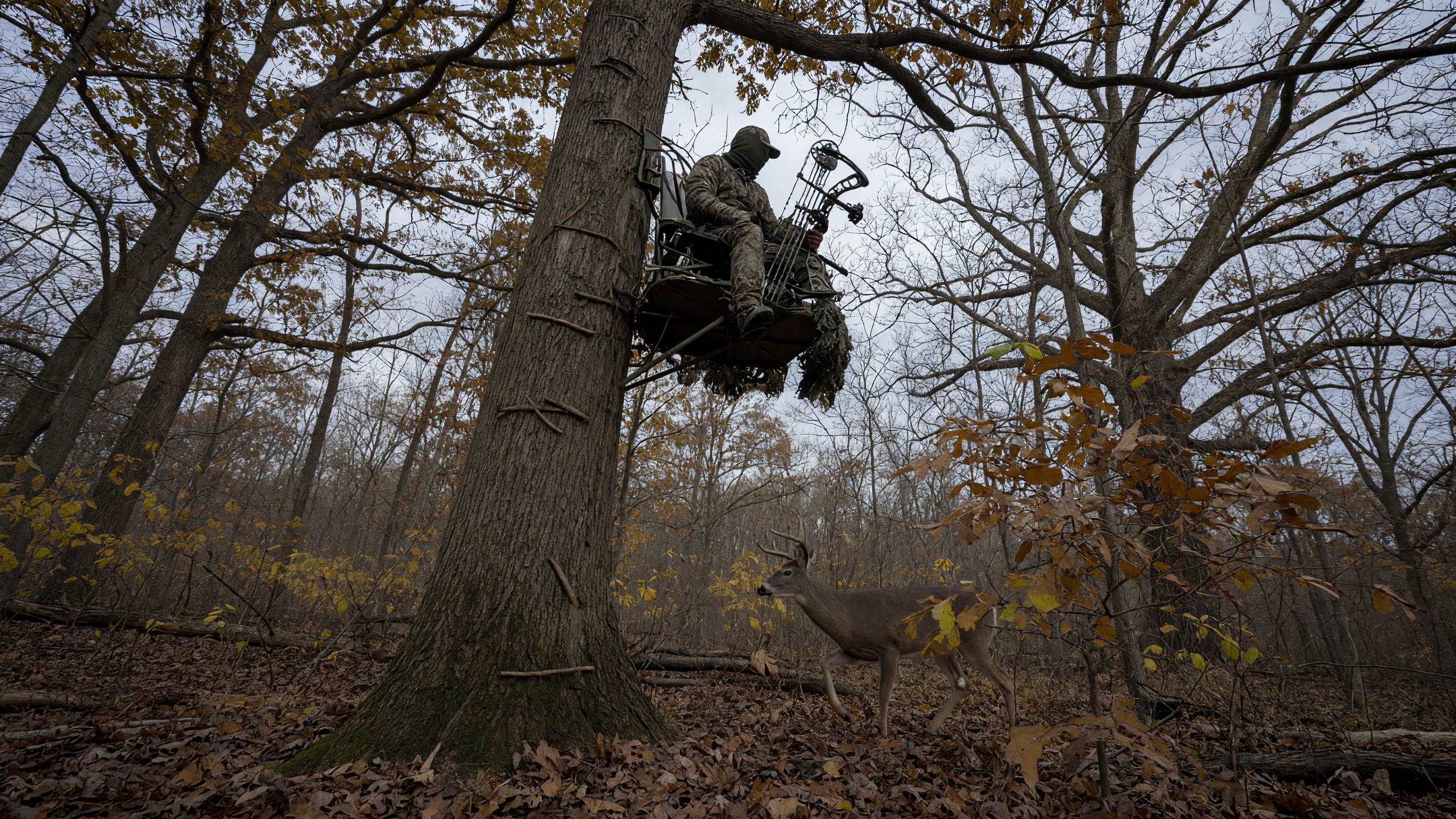 New York Expands Antlerless Deer Opportunity to Get Herds Back in Balance