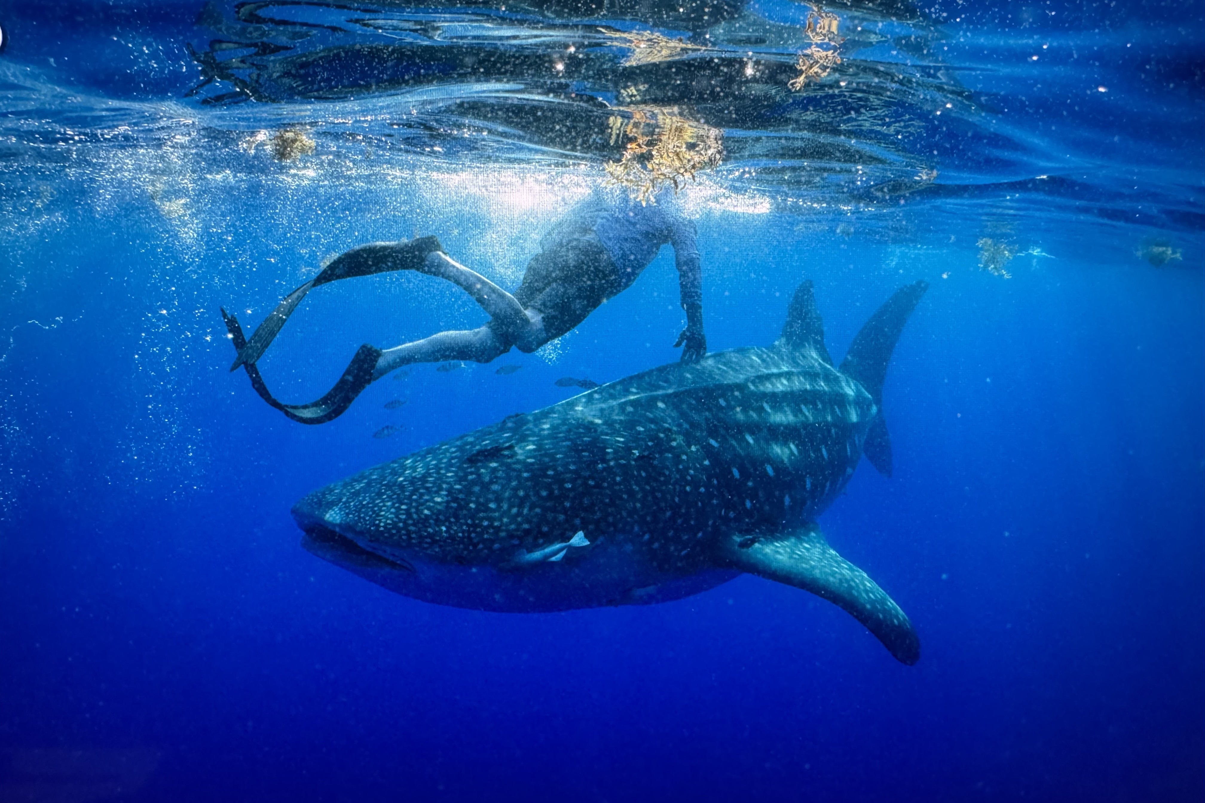NOAA Whale Shark Tracking Shows Why Angler Sightings Matter