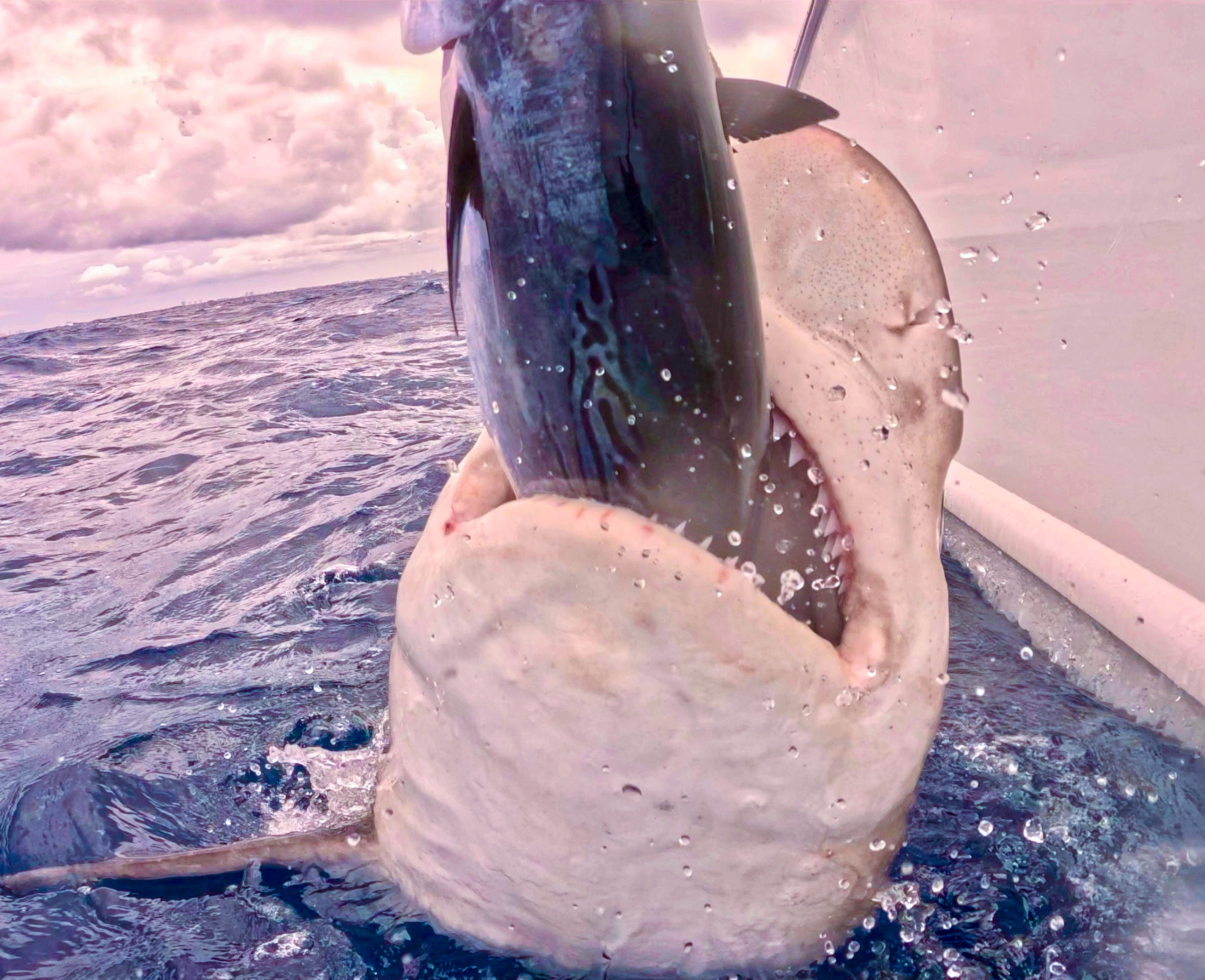 NOAA Shark Depredation Study Confirms What Saltwater Anglers Already Know