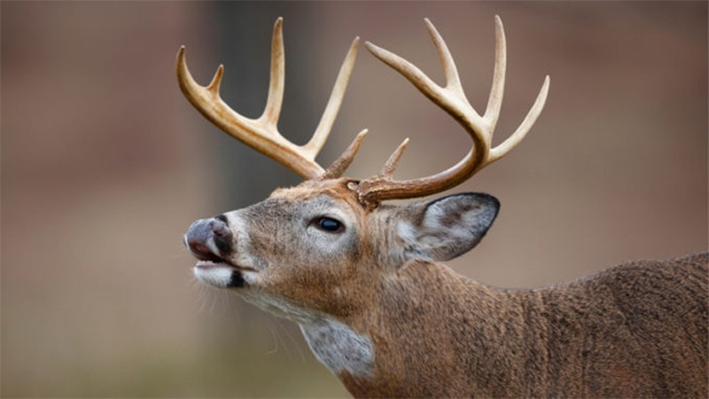 North Carolina Adds August Antlered Deer Season in Seven CWD Counties
