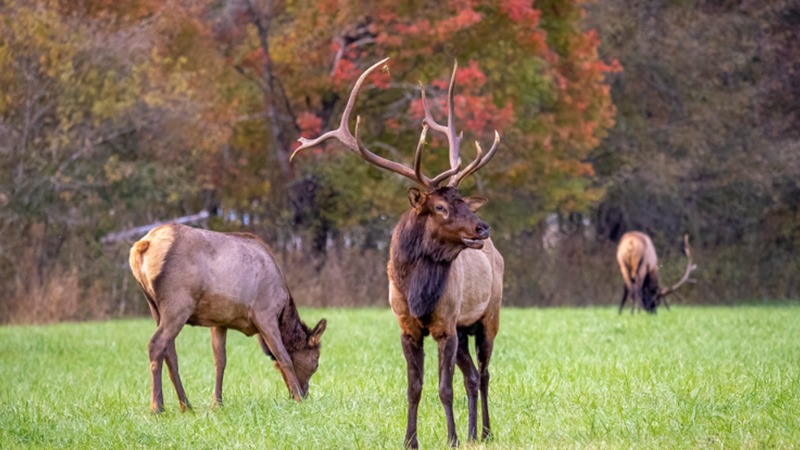 North Carolina Authorizes First Elk Hunts Since Reintroduction