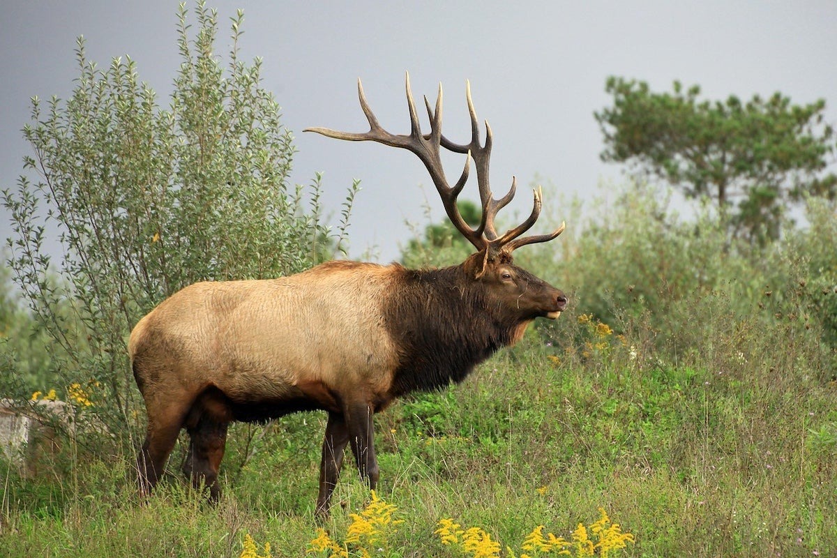 North Carolina Sets First Modern Elk Hunt for 2027 With Two Tags