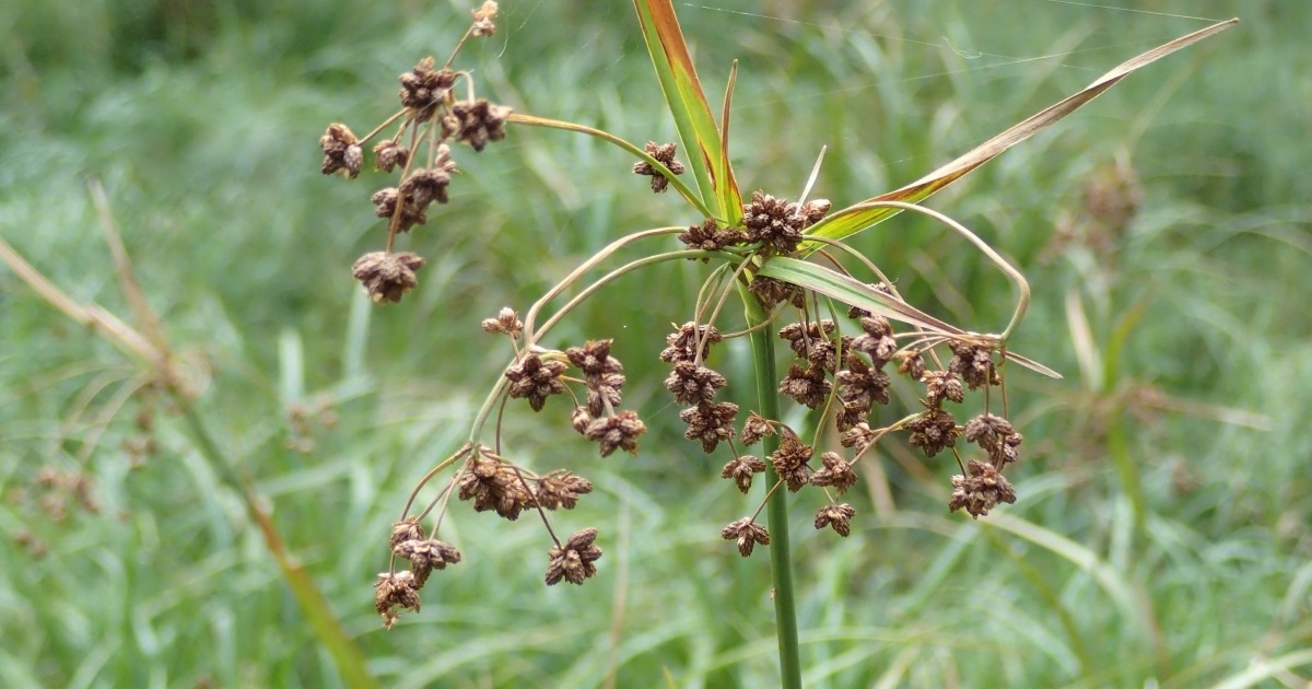 Northeastern Bulrush Delisting Is What Conservation Success Is Supposed to Look Like