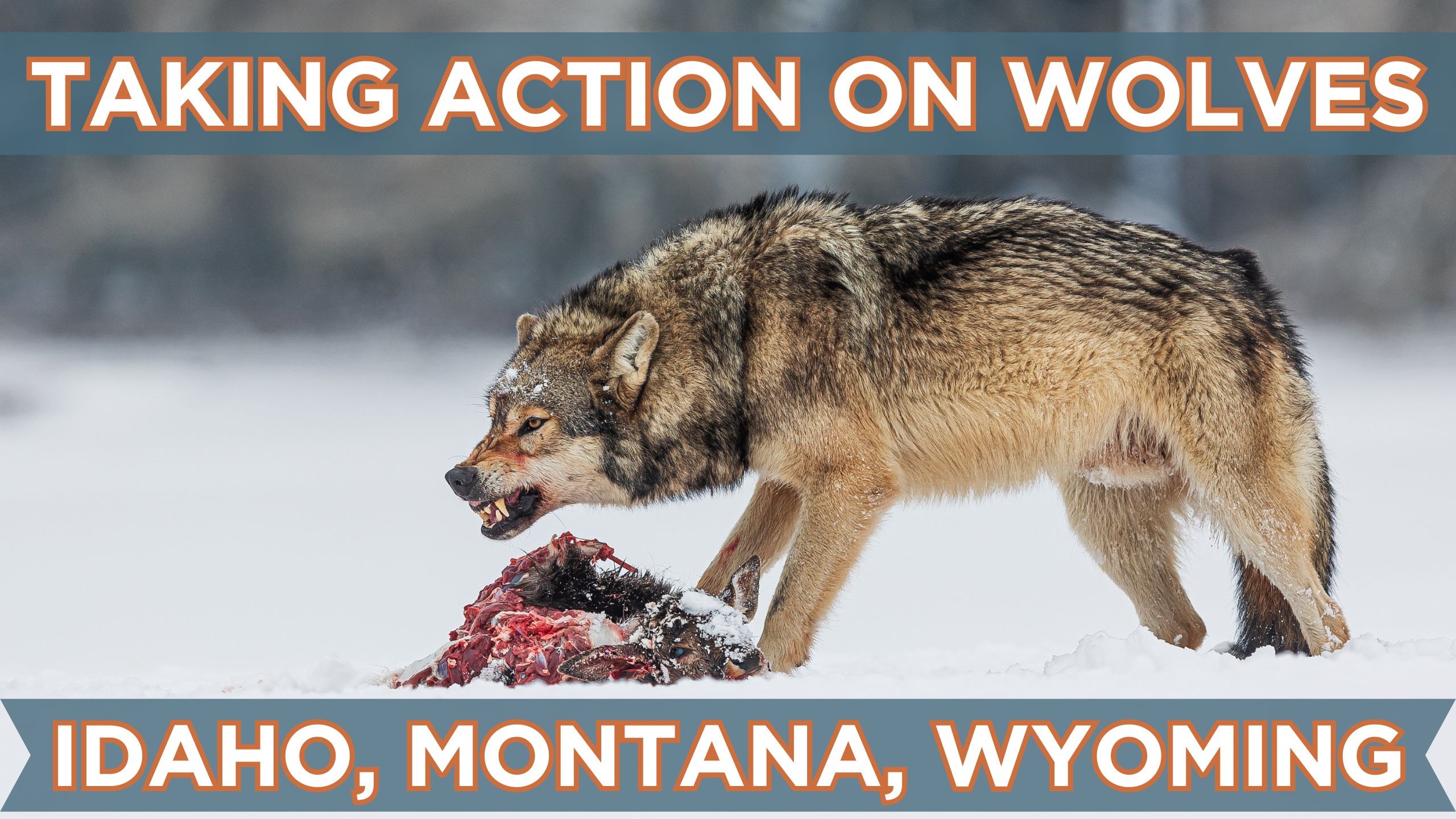 Ninth Circuit Wolf Appeal Puts State-Led Management Back in the Spotlight