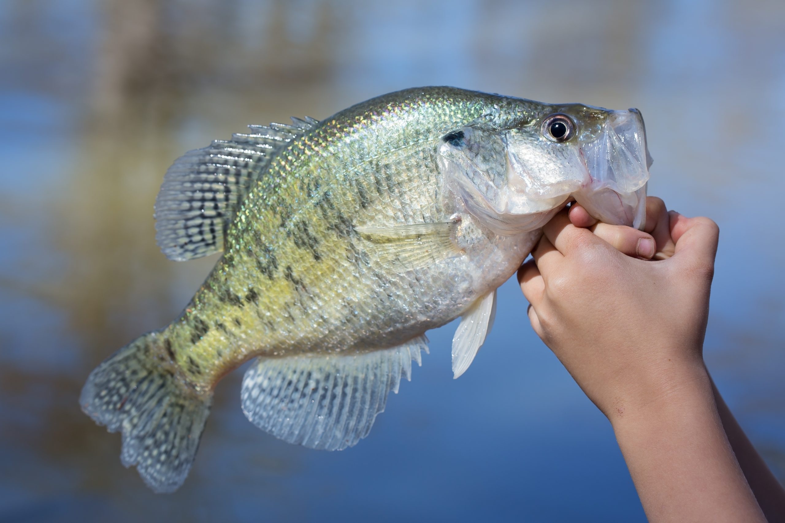 Oklahoma Hunting and Fishing Rules Are on the Table June 22