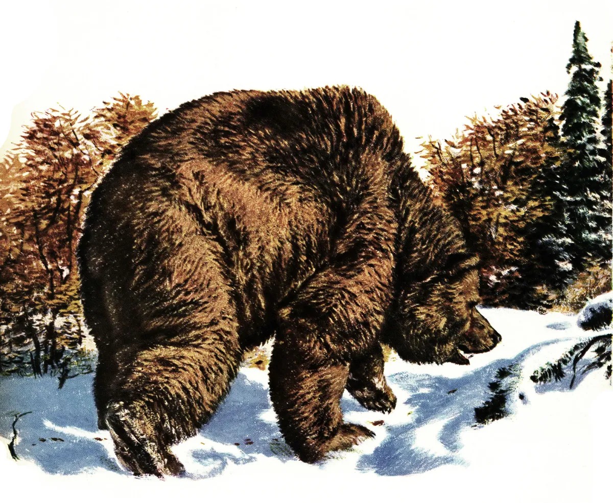 Grizzly Charge Story Shows Why Bear Country Demands More Than Confidence