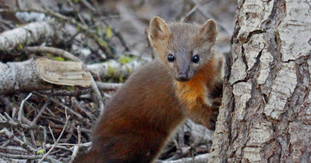 USFWS Opens Public Comment on Pacific Marten Recovery Plan
