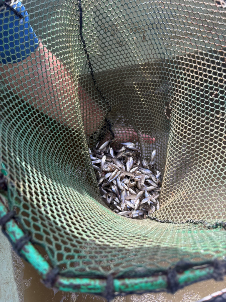 Pearl River Striped Bass Stocking Is the Kind of Fishery Restoration Anglers Should Back