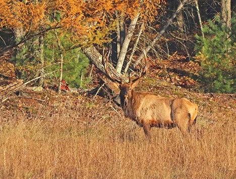 Pennsylvania Elk Hunts Get New Zones and a Rifle Rut Opportunity