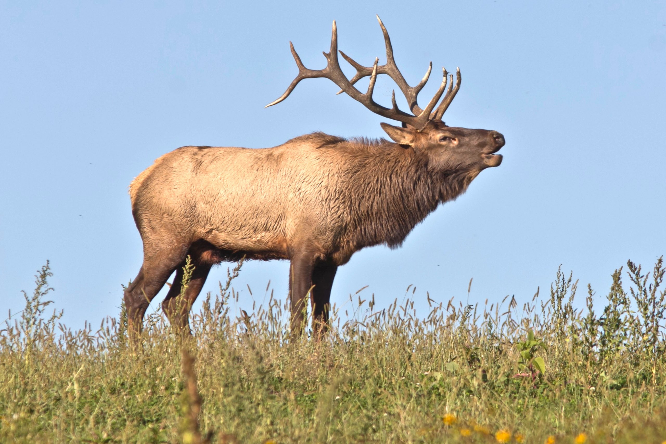 Pennsylvania Game Commission Takes Up Elk Hunt Zones and Game Lands Expansion