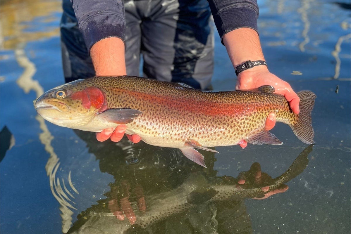 Pennsylvania Raises Statewide Trout Minimum Size to 9 Inches Starting in 2027