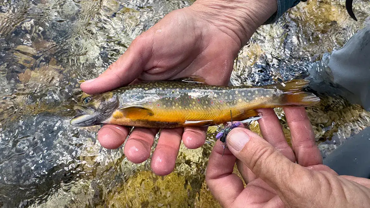 Pennsylvania Raises Trout Minimum Size to 9 Inches Starting in 2027