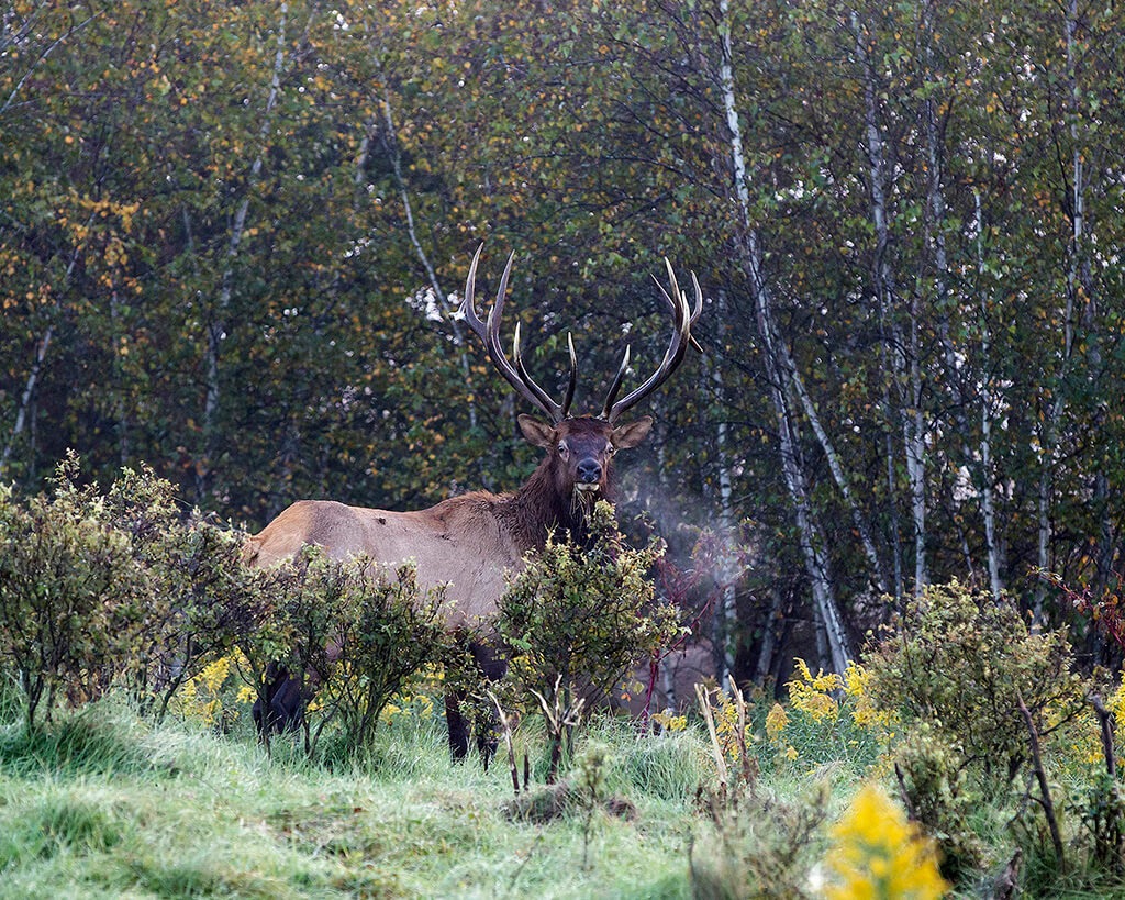 Pennsylvania Habitat Project Targets Elk and Grouse After Old Wildfire