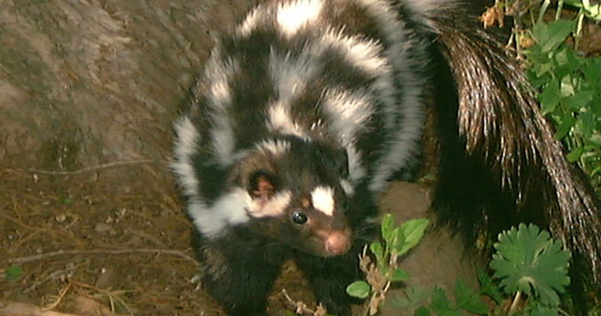 USFWS Opens New Review of Plains Spotted Skunk Status