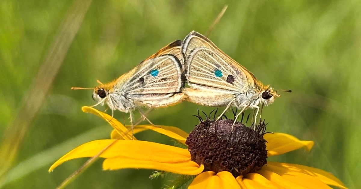 USFWS and Partners Begin First U.S. Reintroduction of Endangered Poweshiek Skipperling