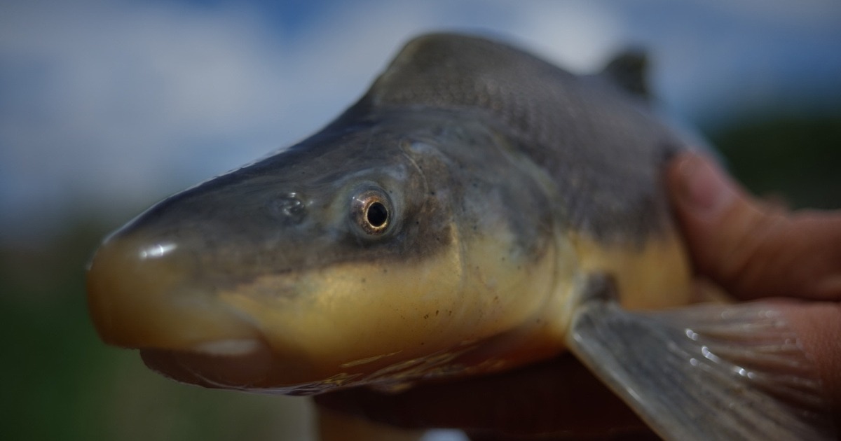 Razorback Sucker Downlisted After Decades of Colorado River Recovery Work