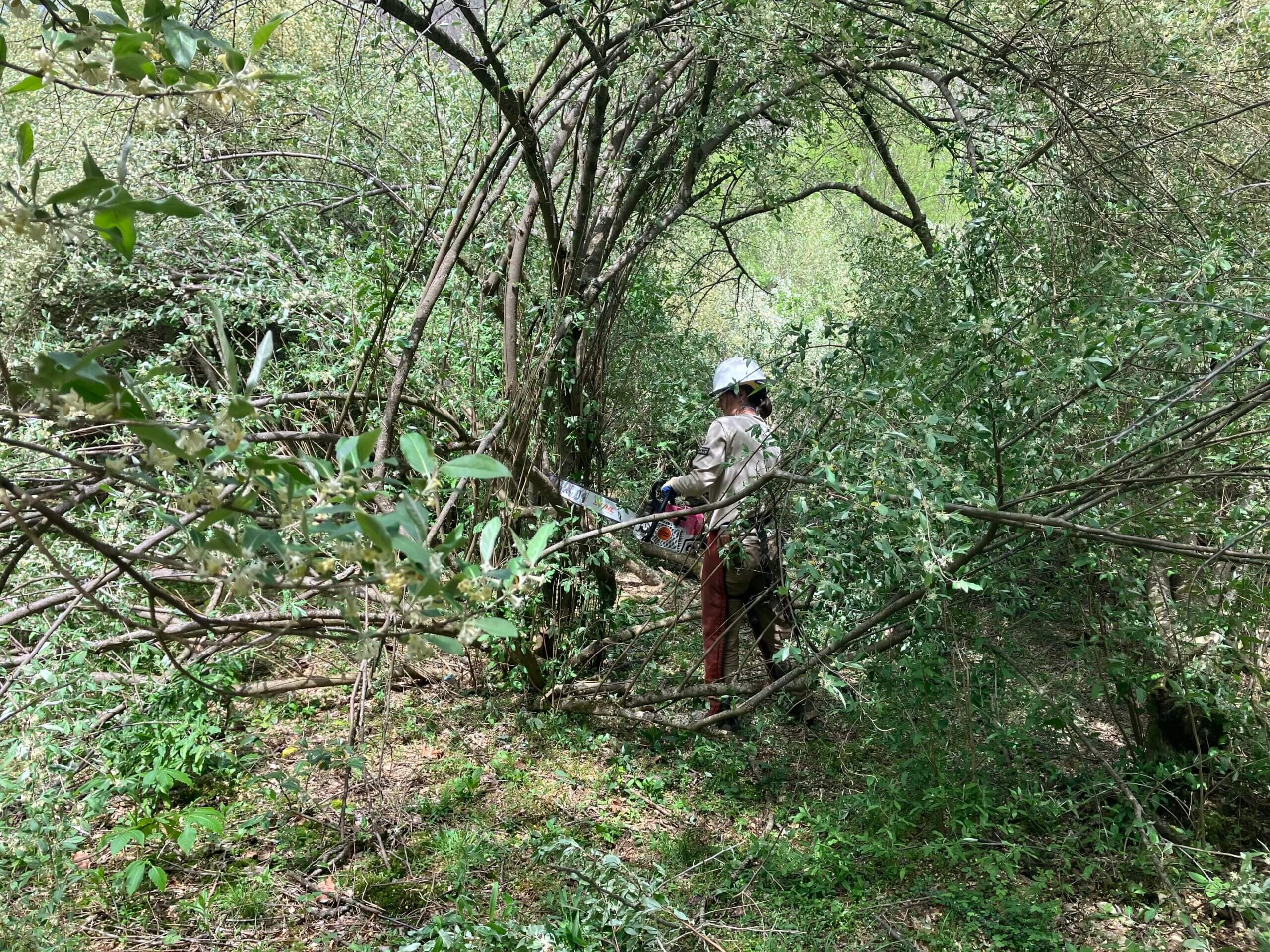 Virginia Habitat Work Knocks Back Invasives and Improves Elk Forage