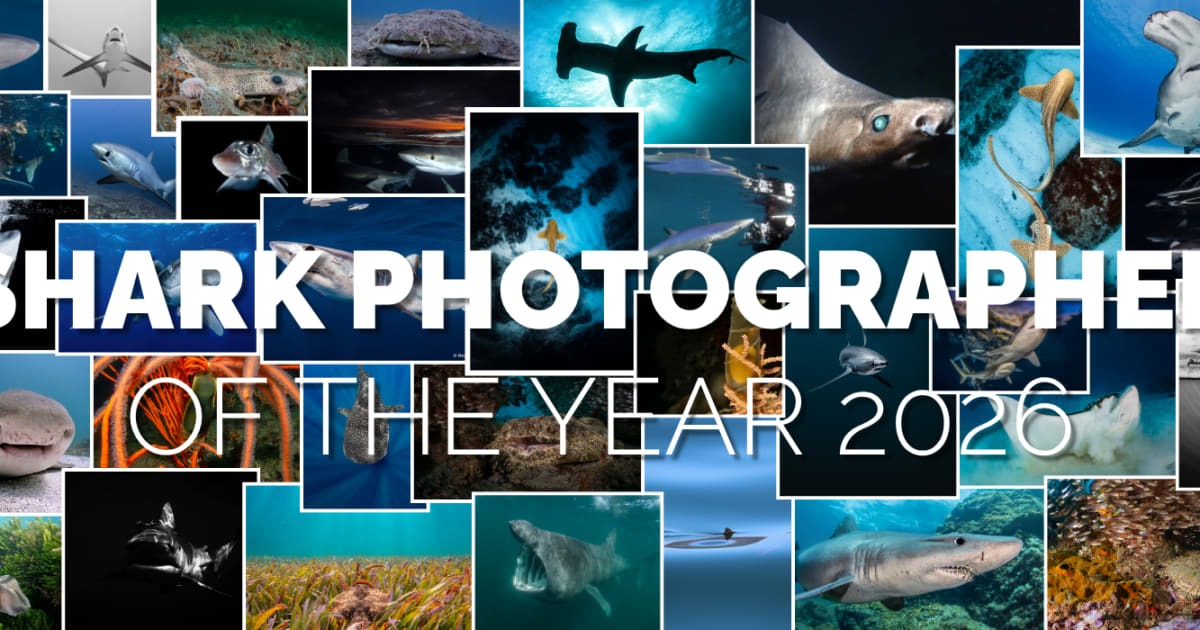 Shark Photographer of the Year 2026 Opens for Entries