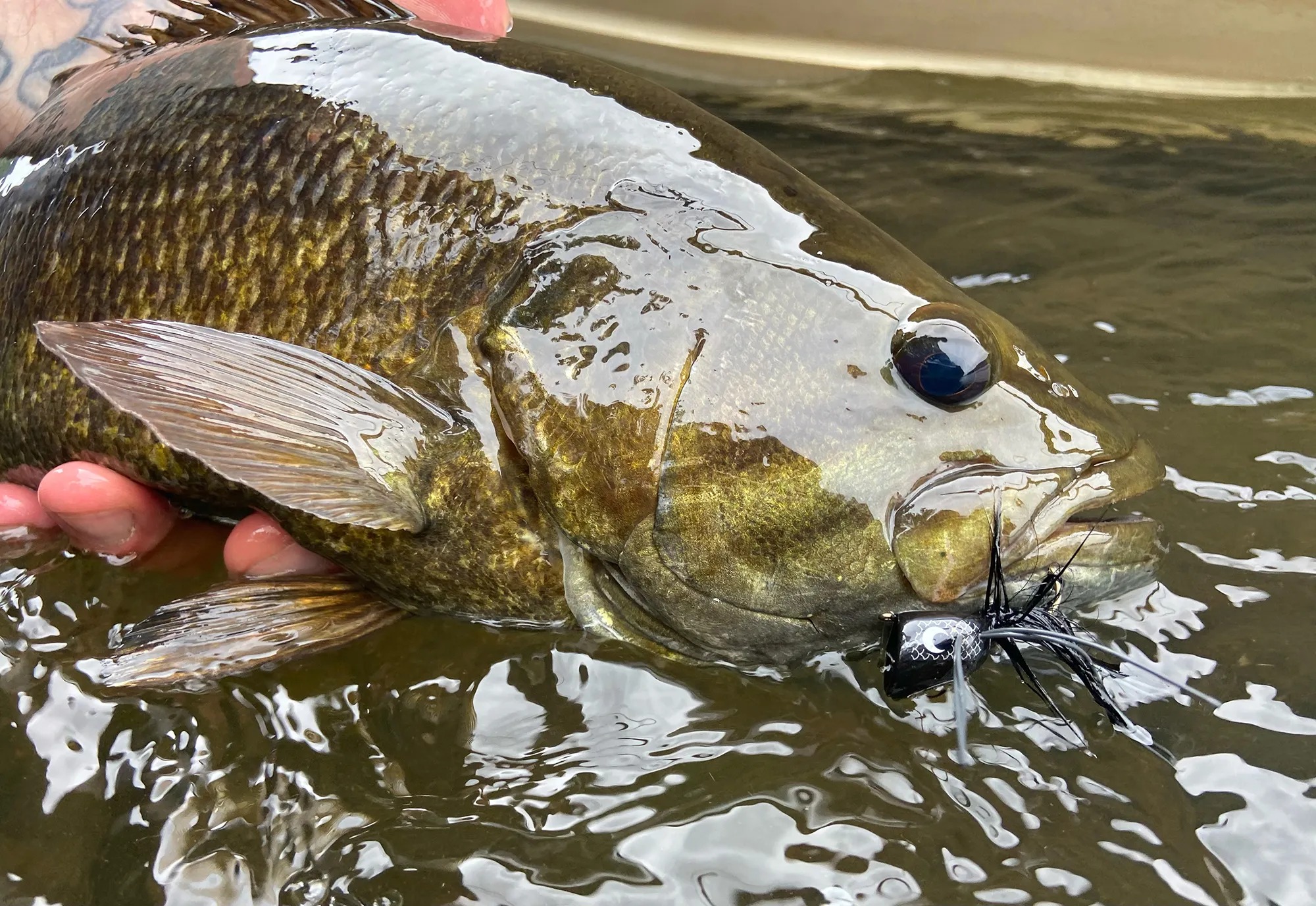 Why Smallmouth Bass Can Be a Fisheries Management Problem
