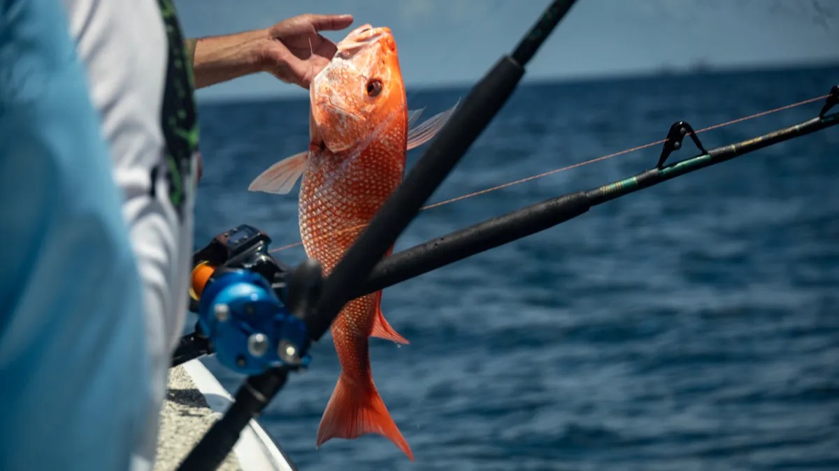 Federal Court Temporarily Blocks Longer South Atlantic Red Snapper Seasons