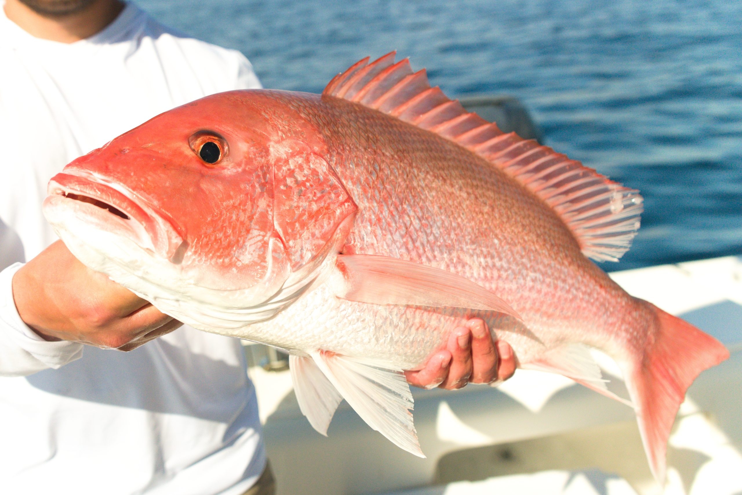 Florida, Georgia and South Carolina Push Renewed Red Snapper Access Plan