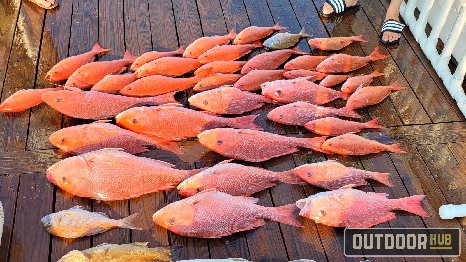 Florida, Georgia and South Carolina Push Revised Red Snapper EFPs After Federal Closure