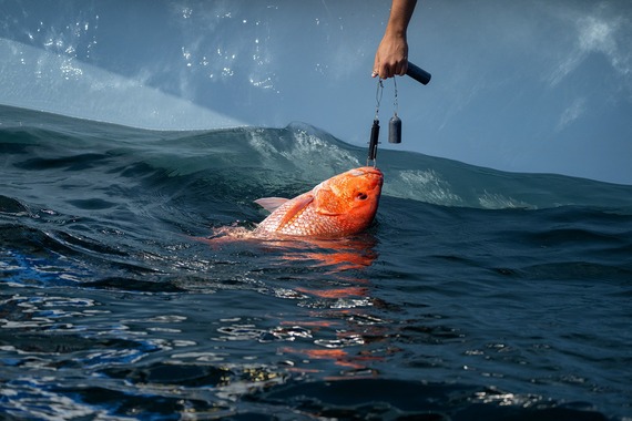 South Carolina Opens Comment Window on Atlantic Red Snapper Data Proposal